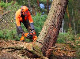  , USA Tree Removal Pros